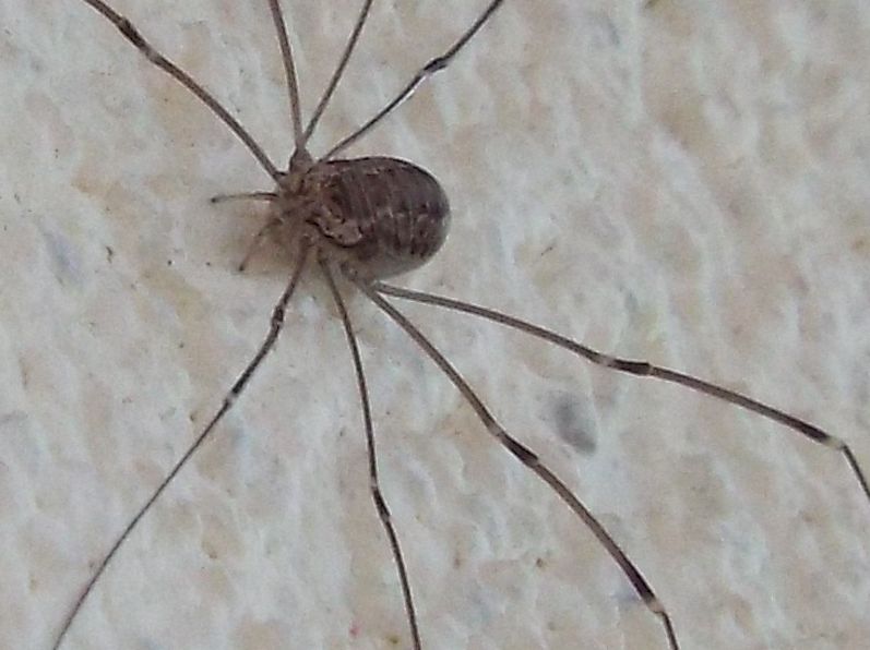 Leiobunum cf. limbatum